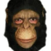 Schimpansen Affenmaske -Halloween Masken Geschäft schimpansen maske mit kunsthaar chimp mask affen maske tiermaske 21528 01